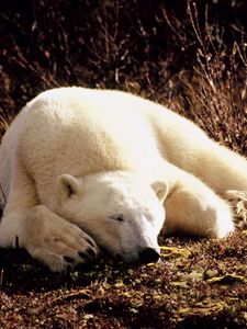 Preview wallpaper polar bear, grass, lie, sleep