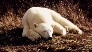 Preview wallpaper polar bear, grass, lie, sleep