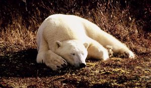 Preview wallpaper polar bear, grass, lie, sleep