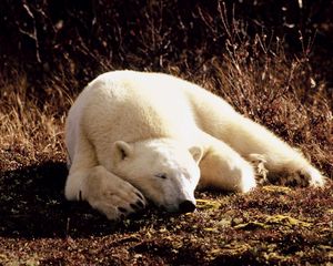 Preview wallpaper polar bear, grass, lie, sleep