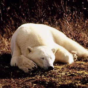Preview wallpaper polar bear, grass, lie, sleep