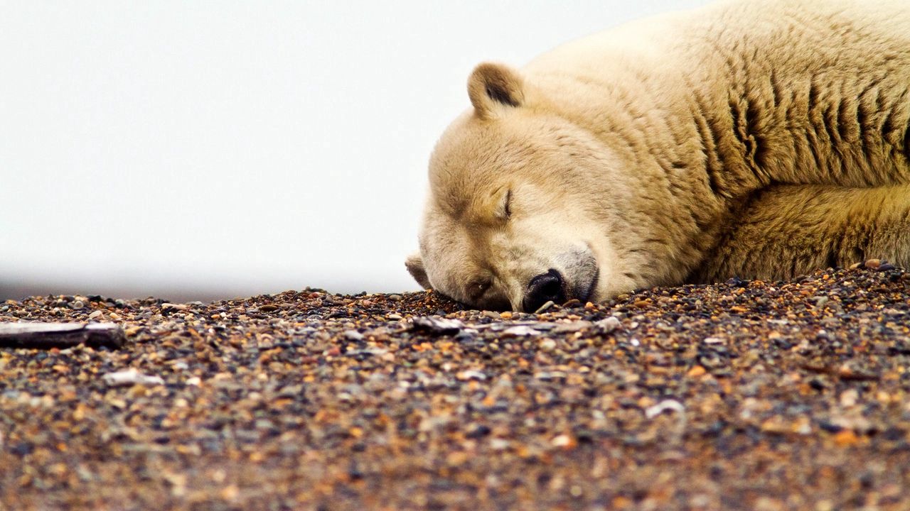 Wallpaper polar bear, gravel, rocks, sleeping, muzzle