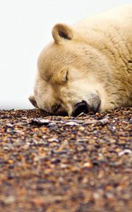 Preview wallpaper polar bear, gravel, rocks, sleeping, muzzle