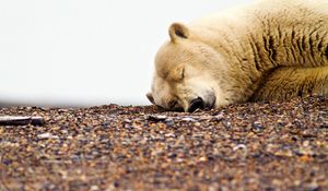 Preview wallpaper polar bear, gravel, rocks, sleeping, muzzle