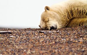 Preview wallpaper polar bear, gravel, rocks, sleeping, muzzle