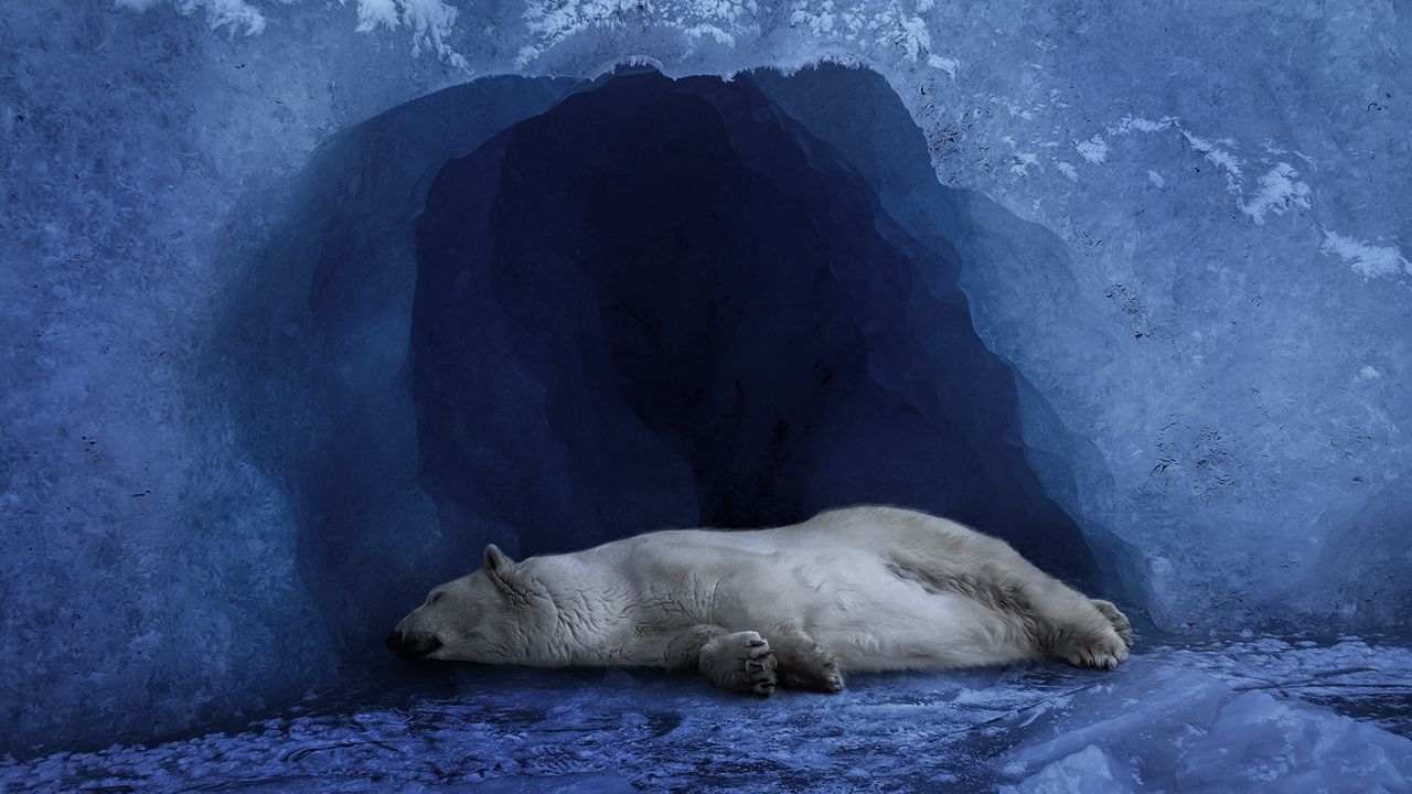 Wallpaper polar bear, ice, blue