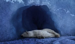 Preview wallpaper polar bear, ice, blue