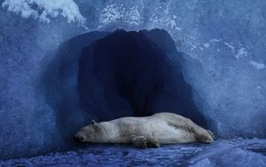 Preview wallpaper polar bear, ice, blue