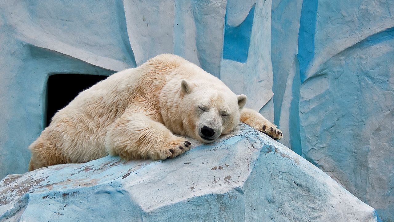 Wallpaper polar bear, ice, rest