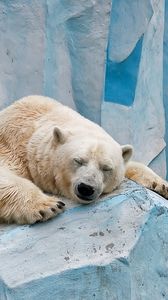 Preview wallpaper polar bear, ice, rest