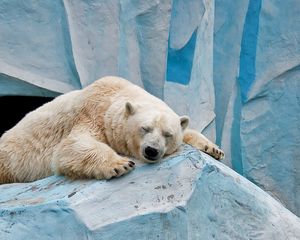 Preview wallpaper polar bear, ice, rest