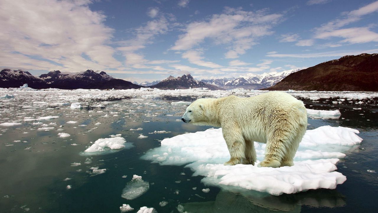 Wallpaper polar bear, ice, snow, situation
