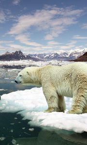 Preview wallpaper polar bear, ice, snow, situation