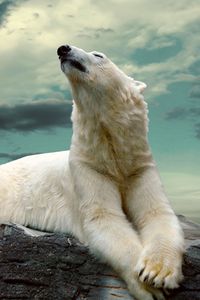 Preview wallpaper polar bear, lying, fat