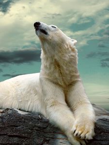 Preview wallpaper polar bear, lying, fat