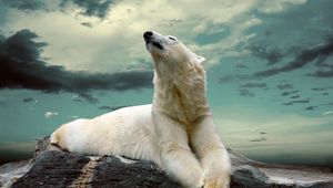 Preview wallpaper polar bear, lying, fat