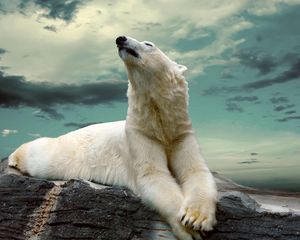 Preview wallpaper polar bear, lying, fat