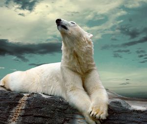 Preview wallpaper polar bear, lying, fat
