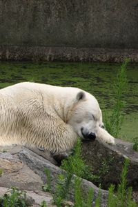 Preview wallpaper polar bear, lying, grass