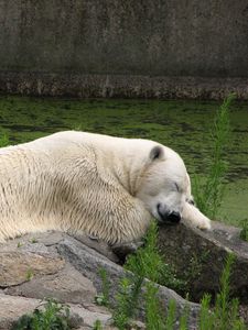 Preview wallpaper polar bear, lying, grass
