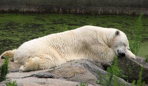 Preview wallpaper polar bear, lying, grass