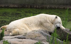 Preview wallpaper polar bear, lying, grass