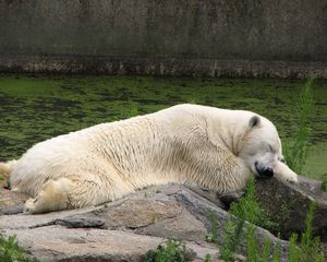 Preview wallpaper polar bear, lying, grass