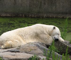 Preview wallpaper polar bear, lying, grass