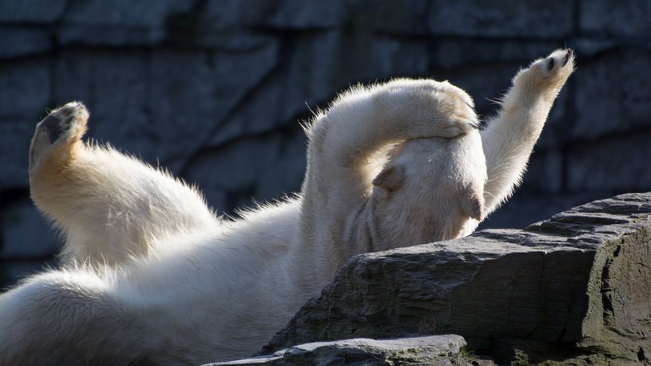 Wallpaper polar bear, lying, playful