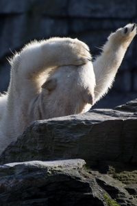 Preview wallpaper polar bear, lying, playful