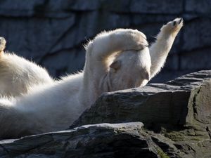 Preview wallpaper polar bear, lying, playful