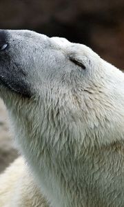 Preview wallpaper polar bear, nature, pose