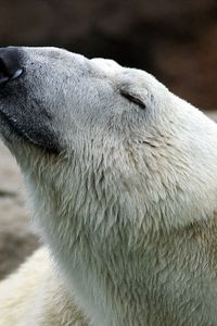 Preview wallpaper polar bear, nature, pose