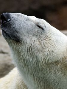 Preview wallpaper polar bear, nature, pose