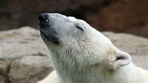 Preview wallpaper polar bear, nature, pose