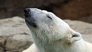 Preview wallpaper polar bear, nature, pose