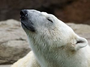 Preview wallpaper polar bear, nature, pose