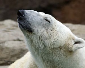 Preview wallpaper polar bear, nature, pose