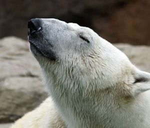 Preview wallpaper polar bear, nature, pose