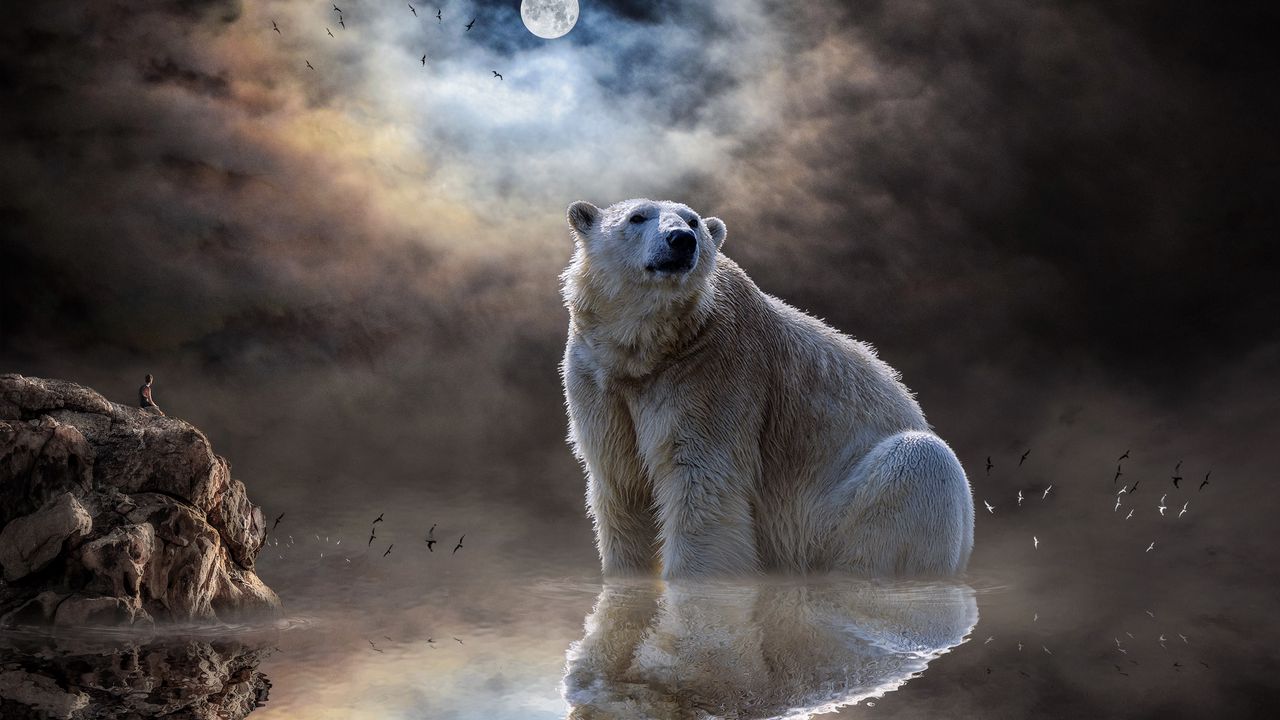 Wallpaper polar bear, ocean, reflection, mammal