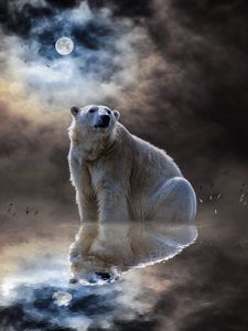 Preview wallpaper polar bear, ocean, reflection, mammal