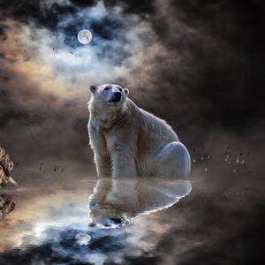 Preview wallpaper polar bear, ocean, reflection, mammal