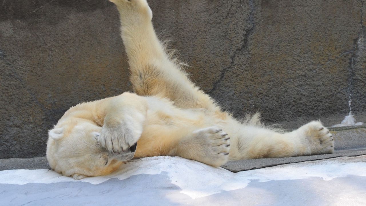 Wallpaper polar bear, playful, down, beautiful