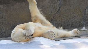 Preview wallpaper polar bear, playful, down, beautiful