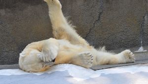 Preview wallpaper polar bear, playful, down, beautiful