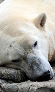 Preview wallpaper polar bear, resting, thick