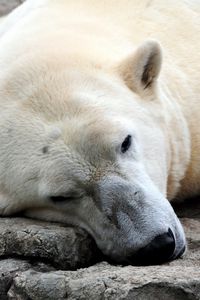 Preview wallpaper polar bear, resting, thick