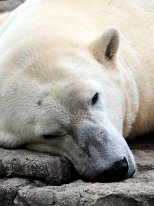 Preview wallpaper polar bear, resting, thick