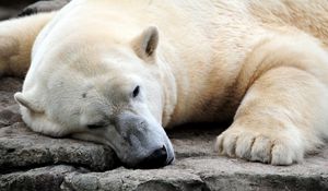 Preview wallpaper polar bear, resting, thick