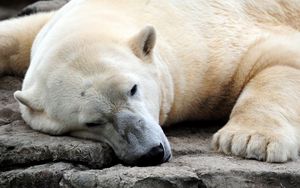 Preview wallpaper polar bear, resting, thick